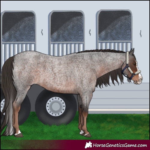 Horse Color:Liver Red Roan Splash 