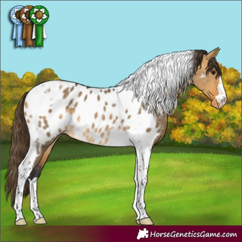 Horse Color:Buckskin Dun Tobiano Appaloosa Rabicano 