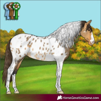Horse Color:Buckskin Dun Tobiano Appaloosa Rabicano 