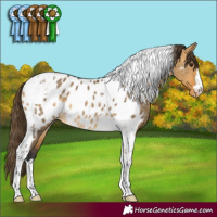 Horse Color:Buckskin Dun Tobiano Near Leopard Rabicano 