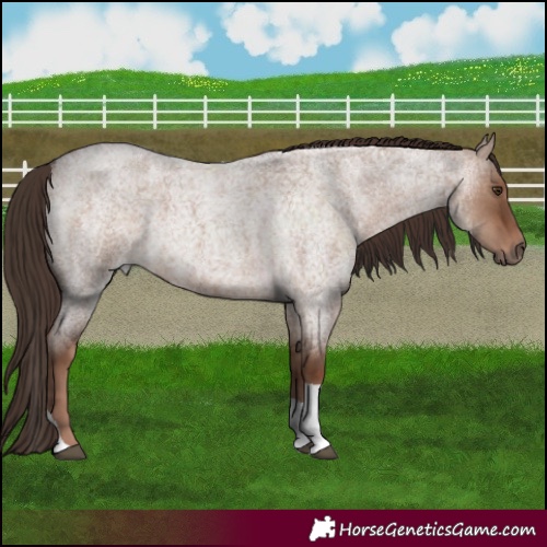 Horse Color:Liver Red Dun Roan Tobiano Rabicano