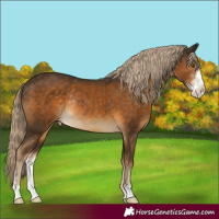 Horse Color:Chocolate Palomino Sabino Appaloosa Rabicano 