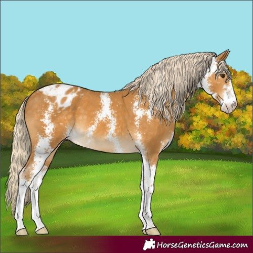 Horse Color:Palomino Sabino Appaloosa
