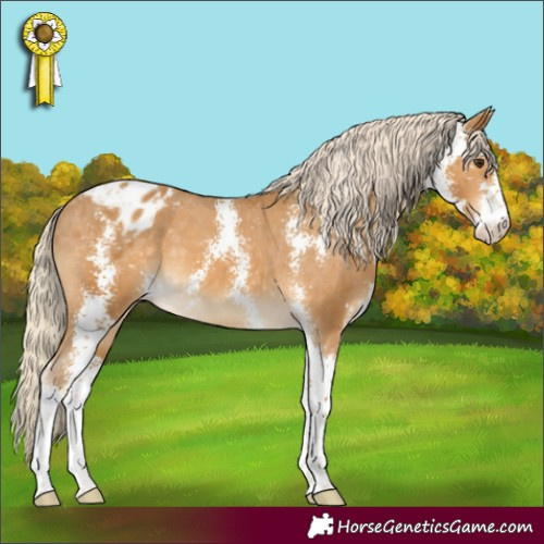 Horse Color:Palomino Sabino Appaloosa 