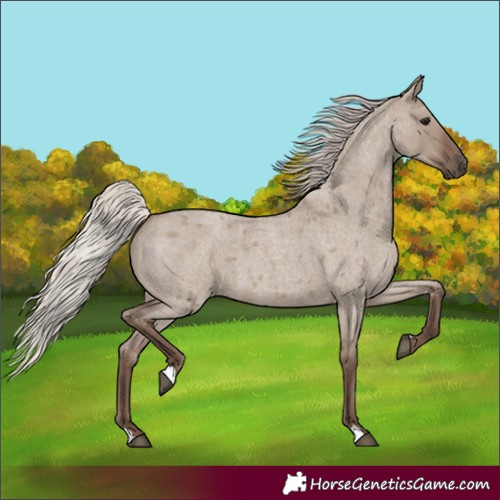 Horse Color:Silver Grullo Roan 