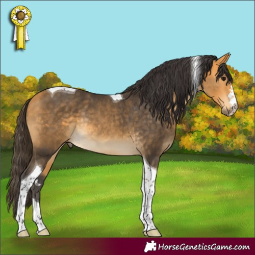Horse Color:Buckskin Tobiano Rabicano 