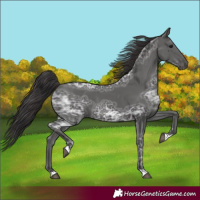 Horse Color:Smoky Black Ice