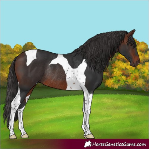 Horse Color:Brown Tobiano Rabicano 