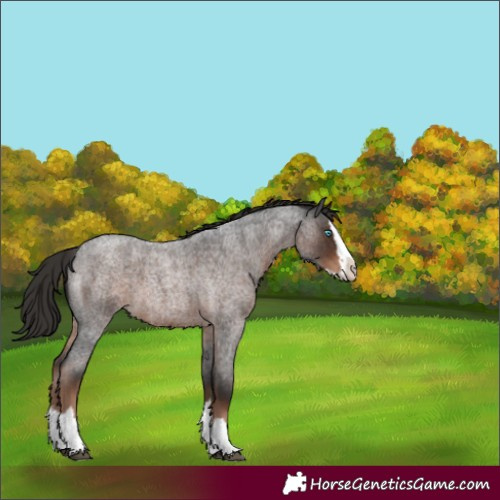 Horse Color:Liver Red Roan Splash 