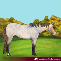 Horse Color:Buckskin Roan Varnish