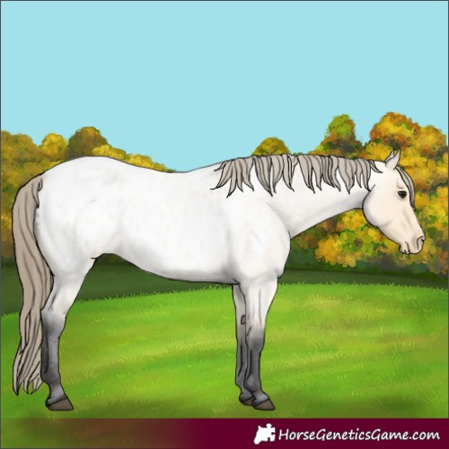 Horse Color:Buckskin Roan Blanket 