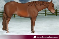 Horse Color:Chestnut Rabicano 