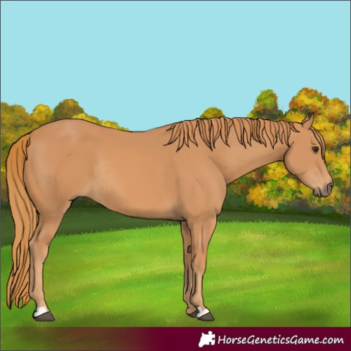 Horse Color:Chestnut Rabicano 