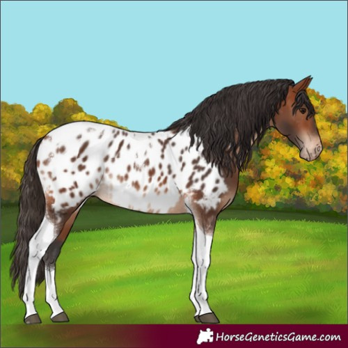 Horse Color:Bay Tobiano Appaloosa Rabicano 