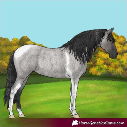 Horse Color:Grullo Roan Tobiano Rabicano 