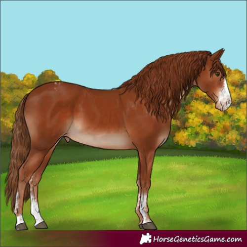 Horse Color:Chestnut Sabino Appaloosa 
