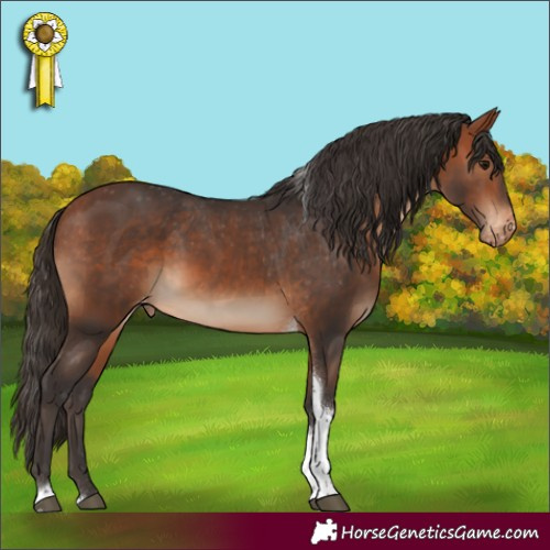 Horse Color:Bay Tobiano Appaloosa