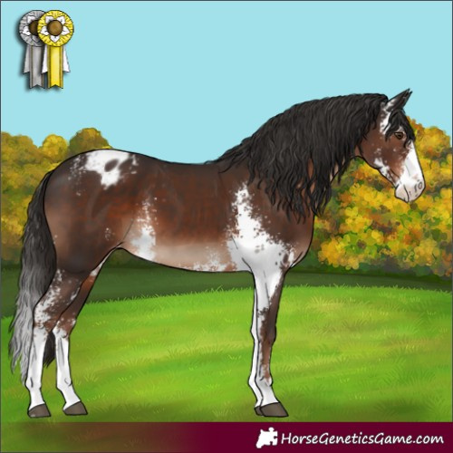 Horse Color:Liver Chestnut Sabino Appaloosa