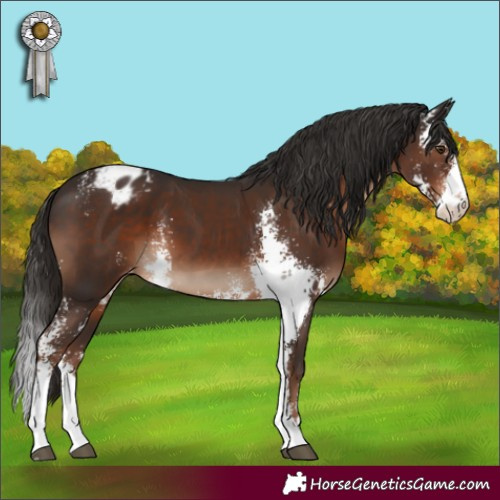 Horse Color:Liver Chestnut Sabino Appaloosa 