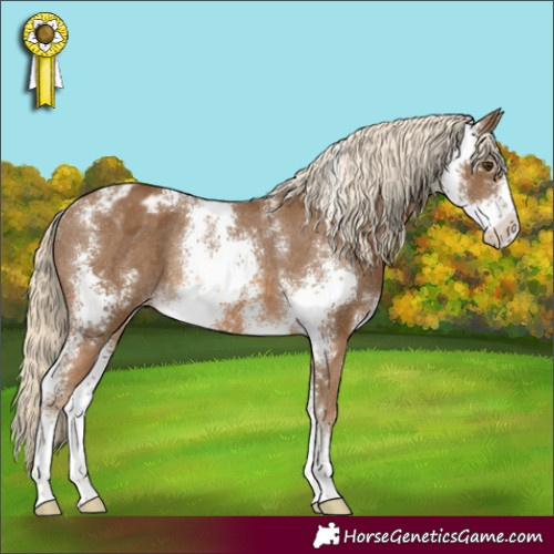 Horse Color:Chocolate Palomino Sabino Appaloosa Rabicano 