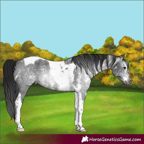 Horse Color:Gray Black Sabino Tobiano 