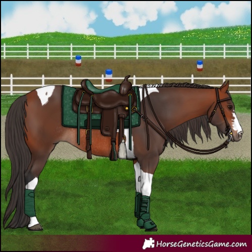 Horse Color:Bay Tobiano Rabicano 