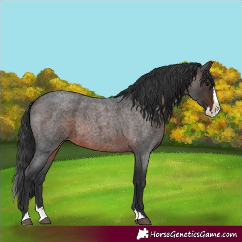 Horse Color:Brown Roan Splash 