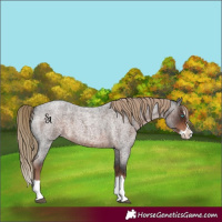 Horse Color:Liver Red Roan Splash 