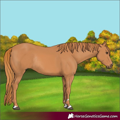 Horse Color:Chestnut Rabicano 