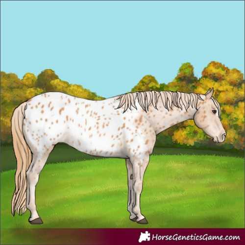 Horse Color:Chestnut Frame Near Leopard 