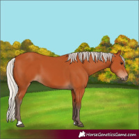 Horse Color:Silver Bay