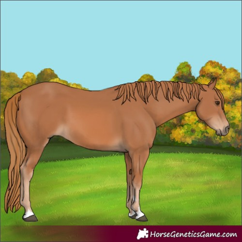 Horse Color:Chestnut 