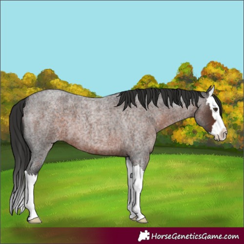 Horse Color:Liver Red Roan Splash 