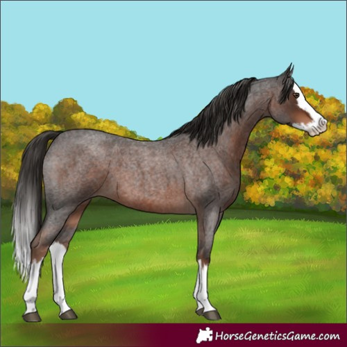 Horse Color:Liver Red Roan Splash 