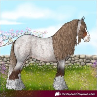 Horse Color:Liver Red Roan Splash 