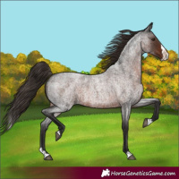 Horse Color:Liver Red Roan Splash 