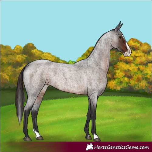Horse Color:Liver Red Roan Splash 