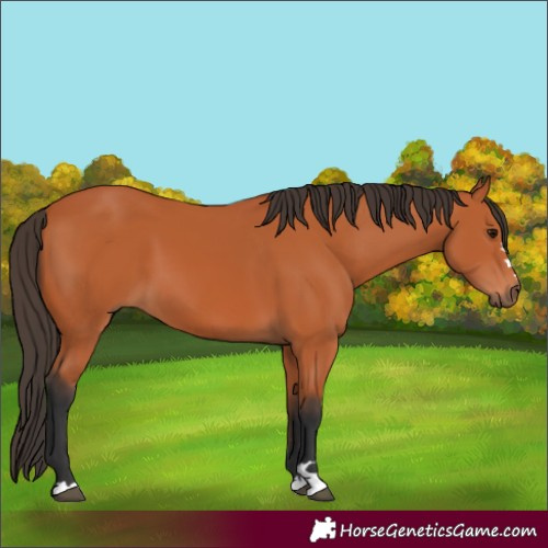 Horse Color:Bay 
