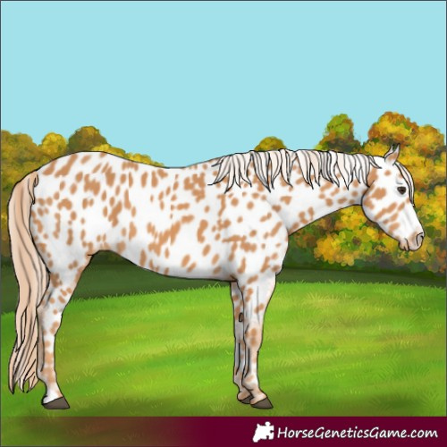Horse Color:Chestnut Leopard 
