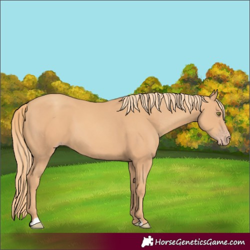 Horse Color:Gold Champagne