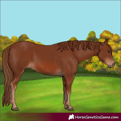 Horse Color:Chestnut 