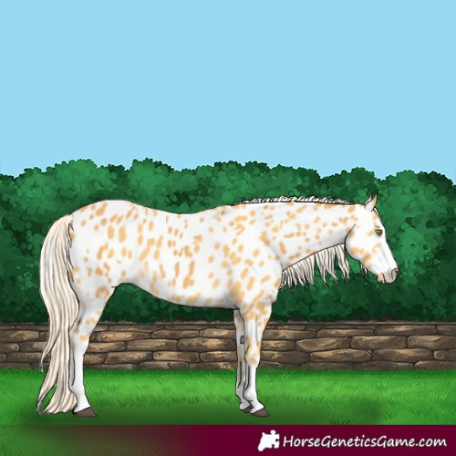 Horse Color:Palomino Appaloosa and Palomino Appaloosa