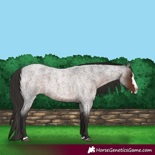 Horse Color:Liver Red Roan Splash