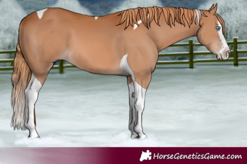 Horse Color:Chestnut Splash Tobiano 