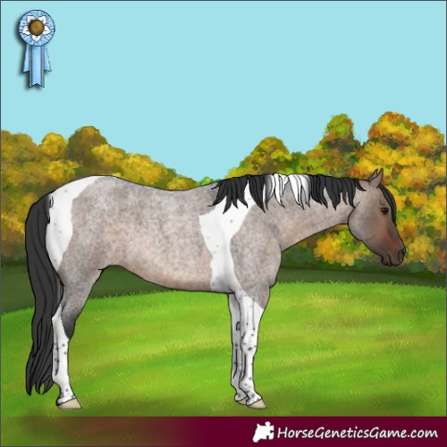 Horse Color:Bay Roan Dun Tobiano 