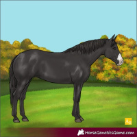 Horse Color:Smoky Black Frame