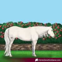 Horse Color:Cremello Dun Tobiano 