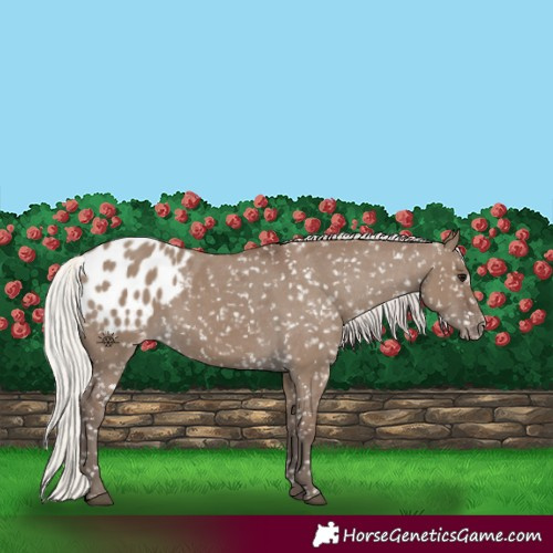 Horse Color:Silver Grullo Appaloosa 