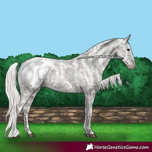 Horse Color:Silver Grullo Appaloosa 