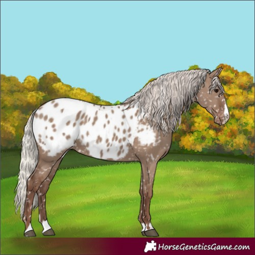 Horse Color:Silver Grullo Appaloosa 